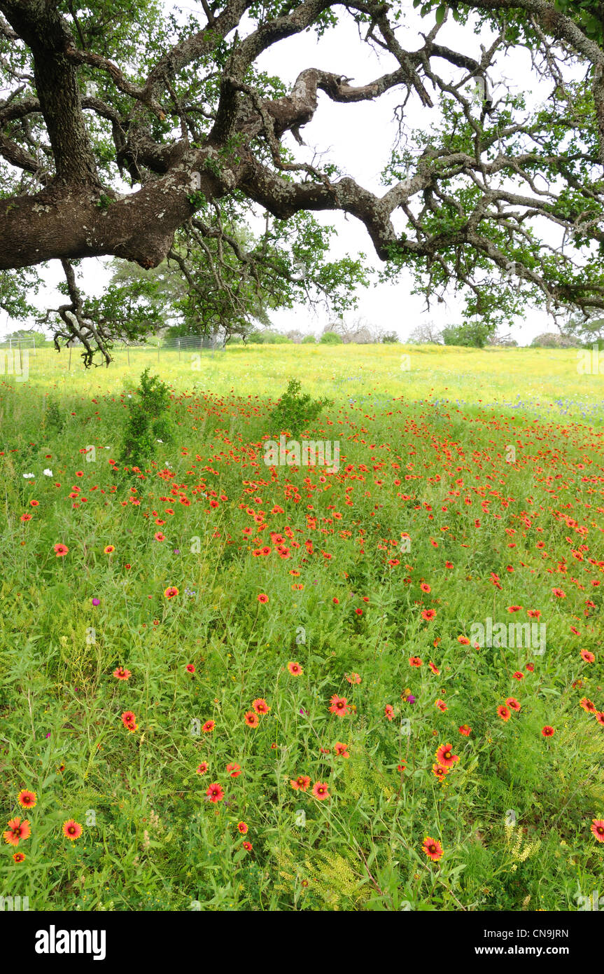 Wild flowers, Texas, USA Stock Photo Alamy