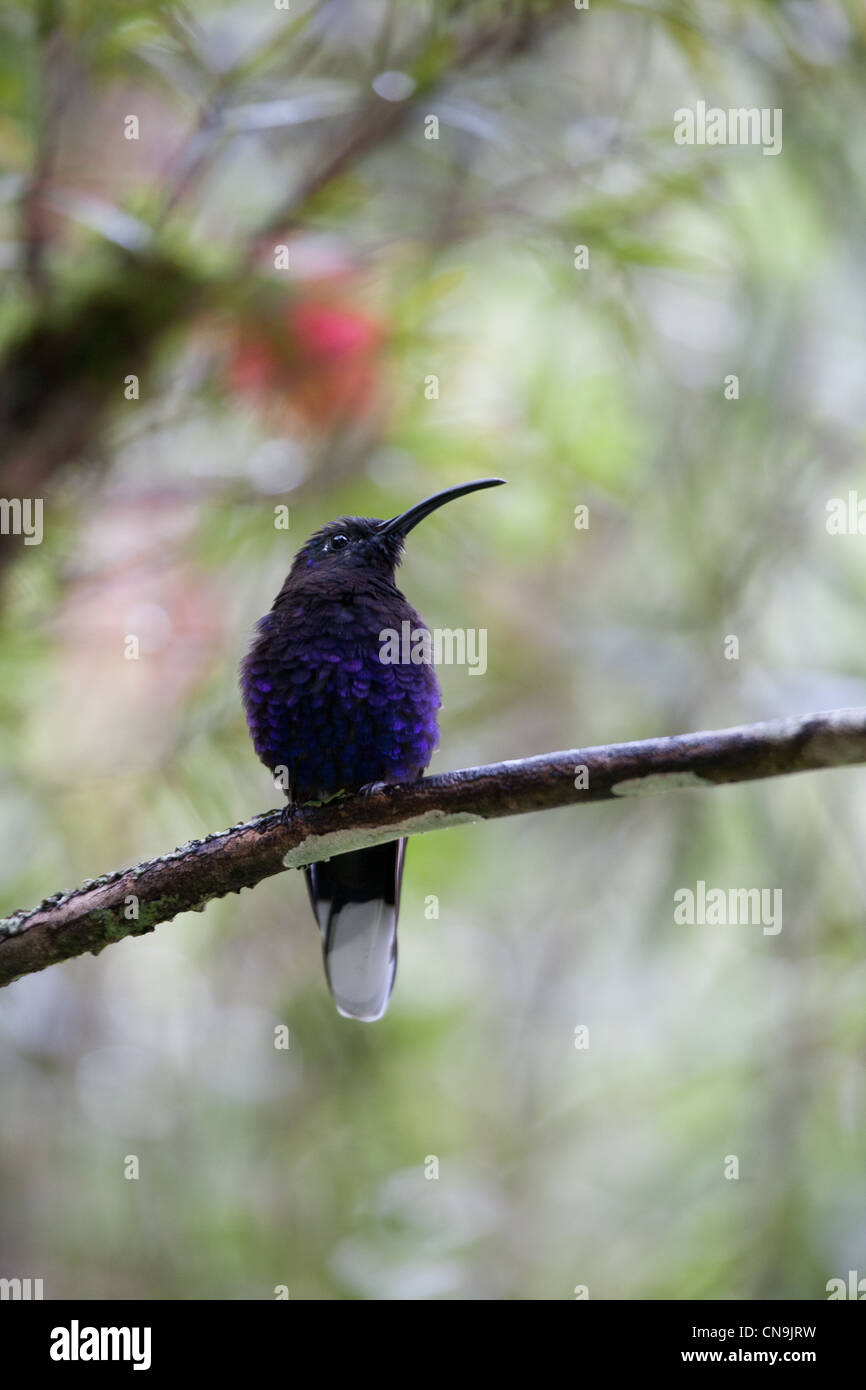 Violet Sabrewing, Campylopterus hemileucurus, in the cloudforest of La Amistad national park, Chiriqui Province, Republic of Panama. Stock Photo