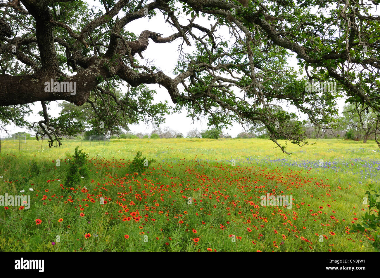 Wild flowers, Texas, USA Stock Photo Alamy