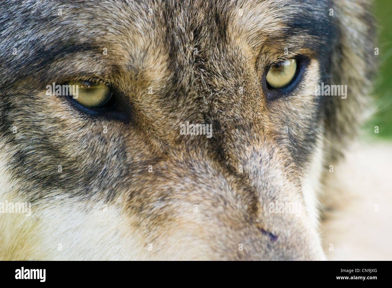 Grey Wolf - Canis lupus, USA Stock Photo