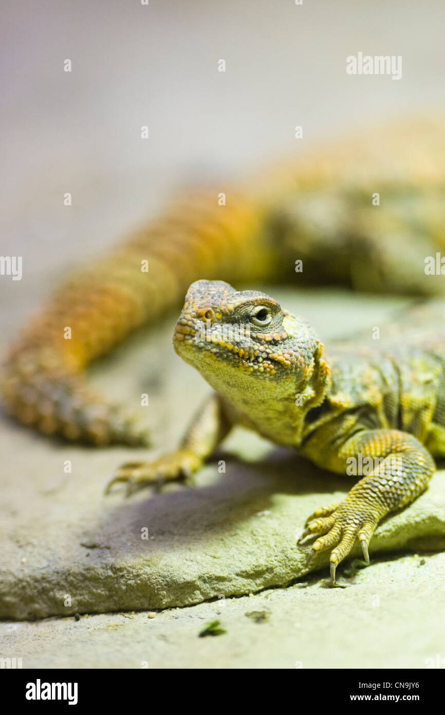 Sahara Dabb Lizard - Uromastyx geyri Stock Photo