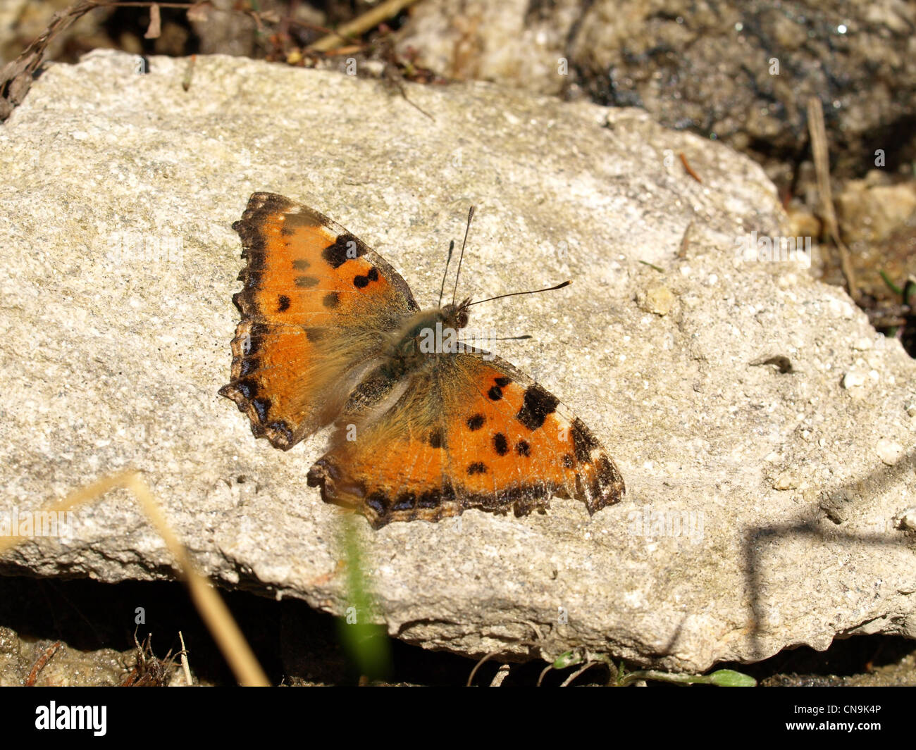 Small Tortoiseshell, butterfly / Aglais urticae / Kleiner Fuchs Stock Photo