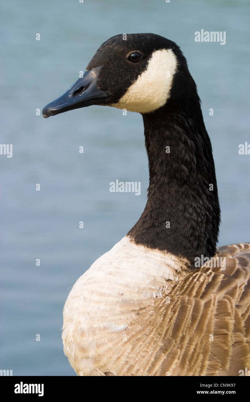 Canada Goose - Branta canadensis Stock Photo