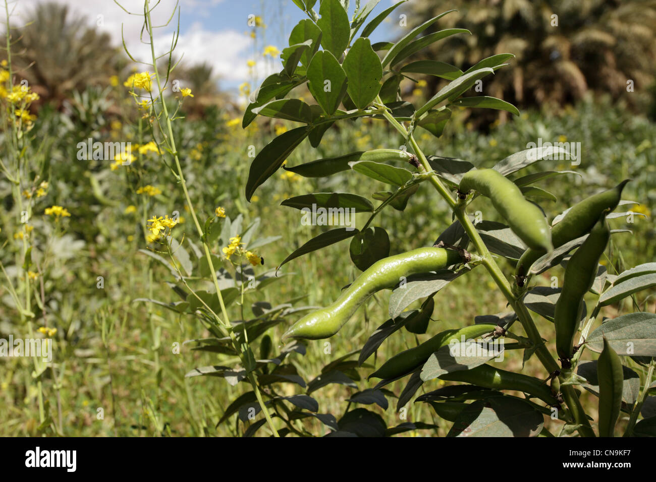 Broad beans being grown in an oasis, Draa Valley, southern Morocco