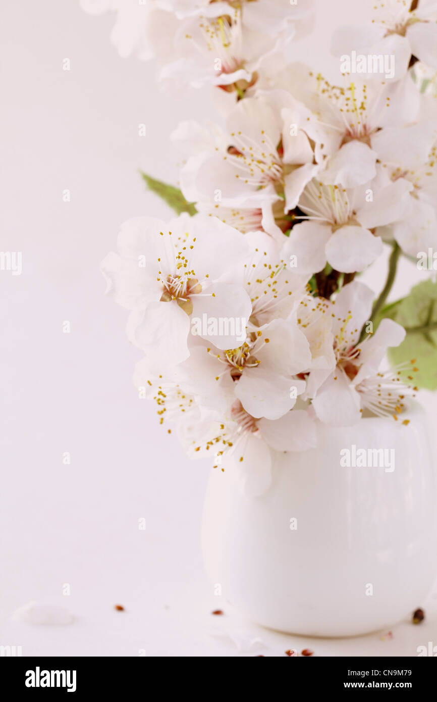 Cherry Blossom Branch High Resolution Stock Photography and Images Alamy