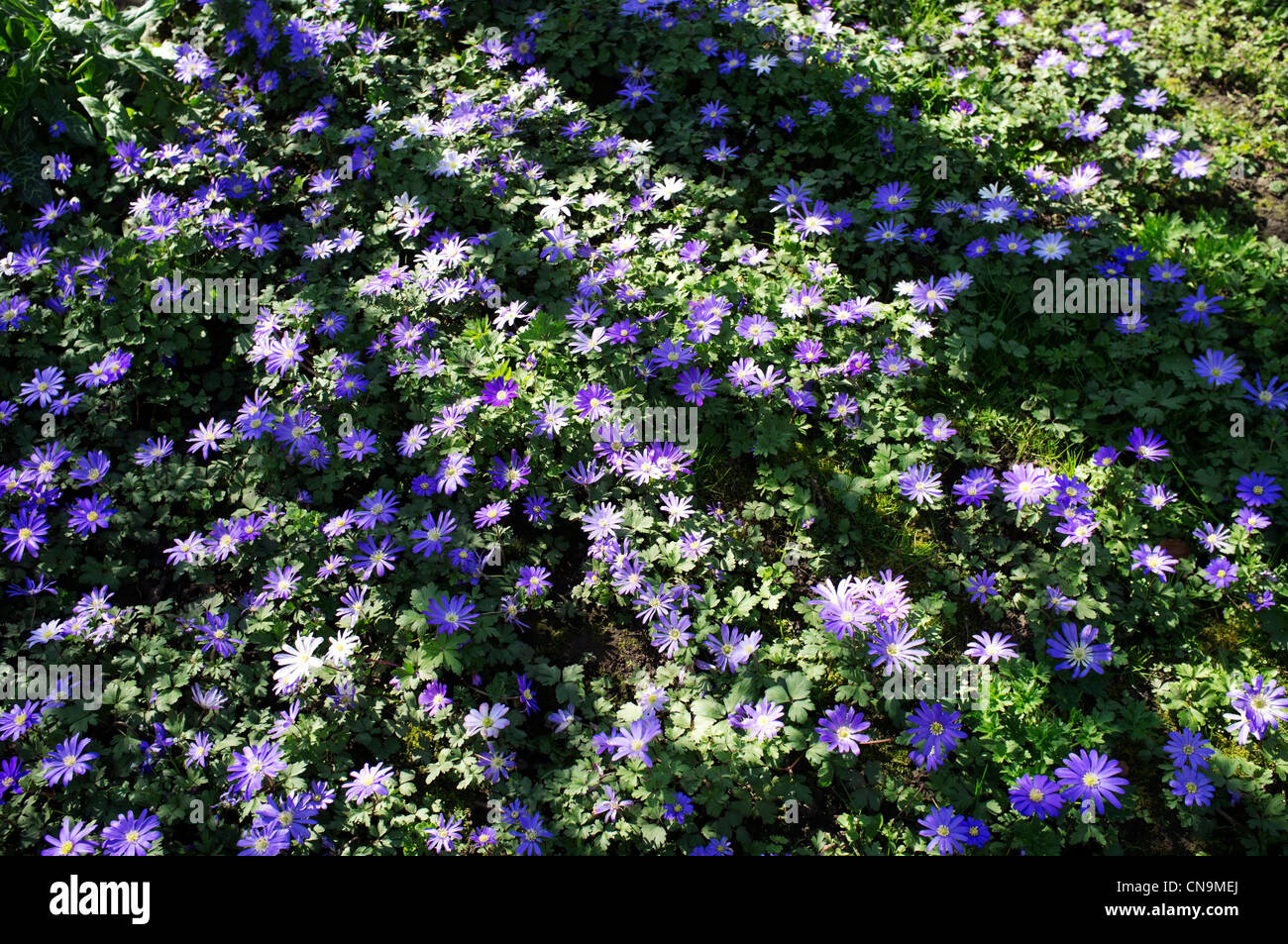 Windflowers beneath a tree in Homestead Park, York, Yorkshire, England Stock Photo