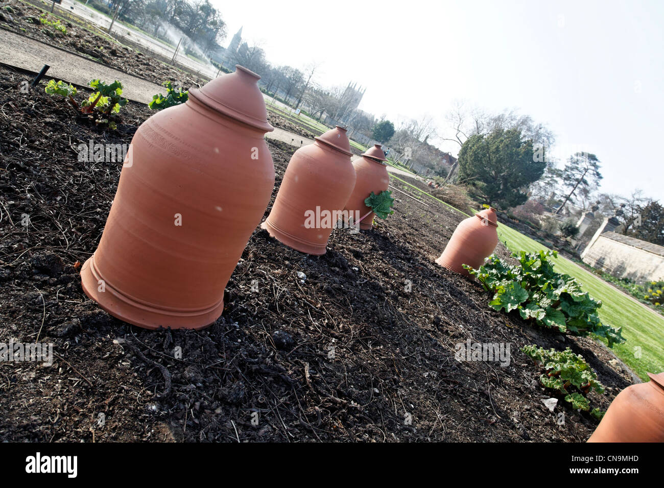 Forcing Pot for growing Rhubarb Stock Photo Alamy