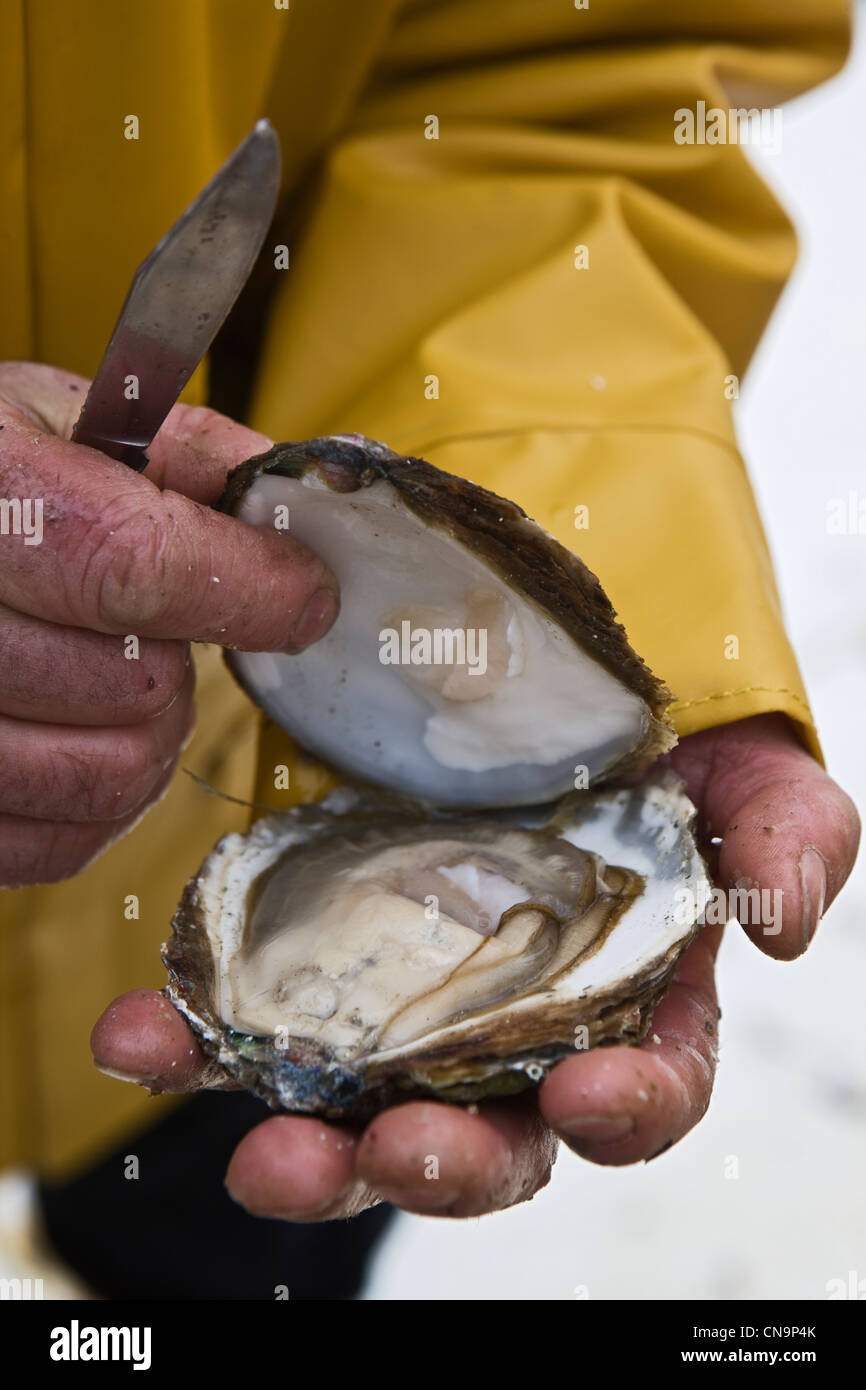 French belon oyster hires stock photography and images Alamy