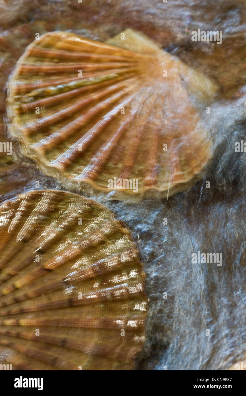 France, Finistere, Lannilis Coum Ar Prat, coquille St Jacques in the