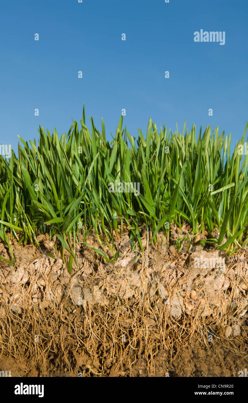 Close up of green plants roots in soil Stock Photo Alamy