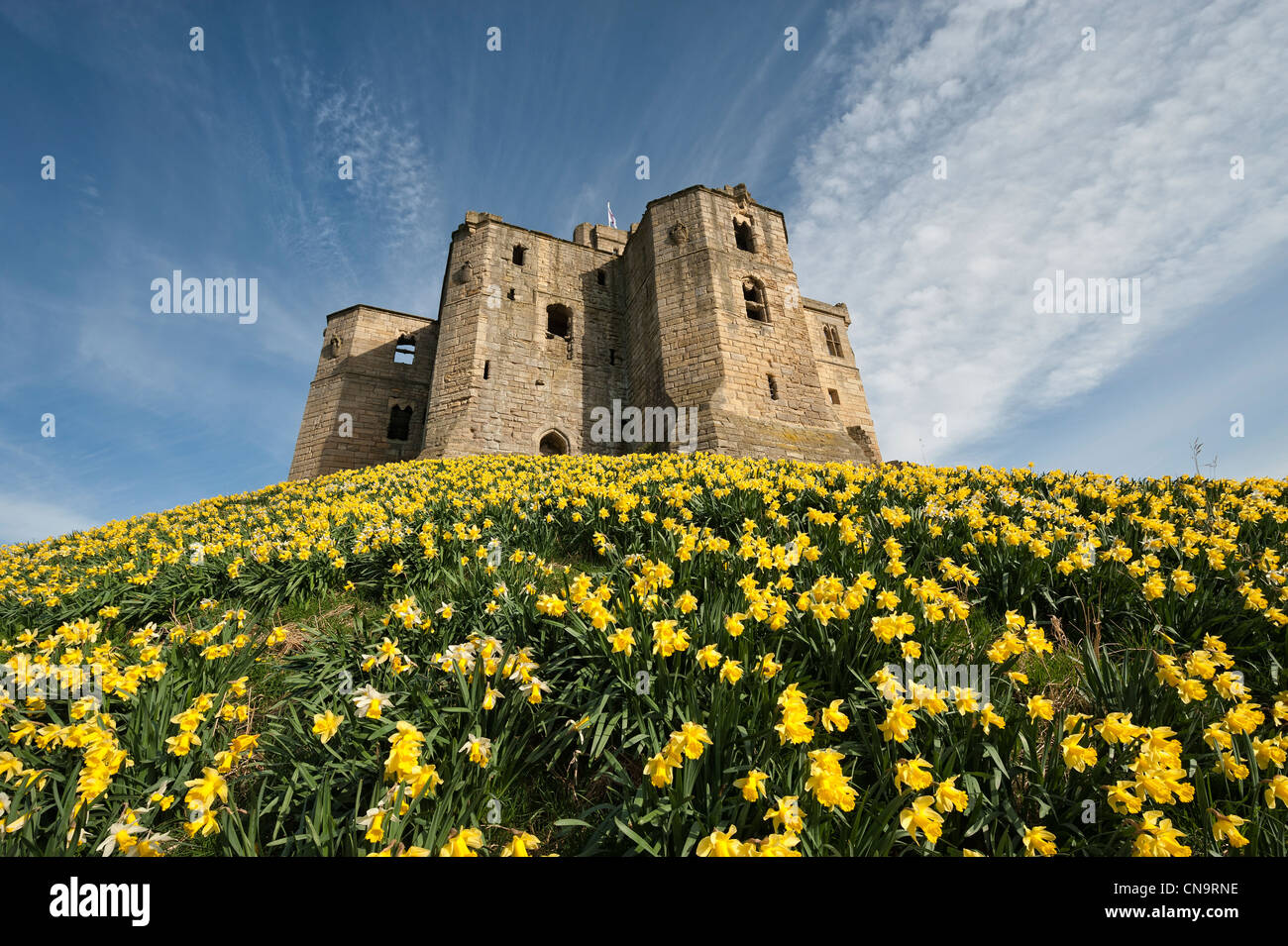 Daffodils below Warkworth Castle Stock Photo Alamy