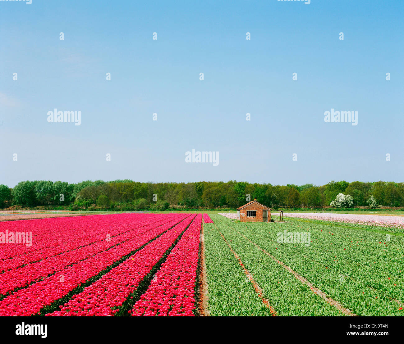 Flower crops during harvest Stock Photo Alamy