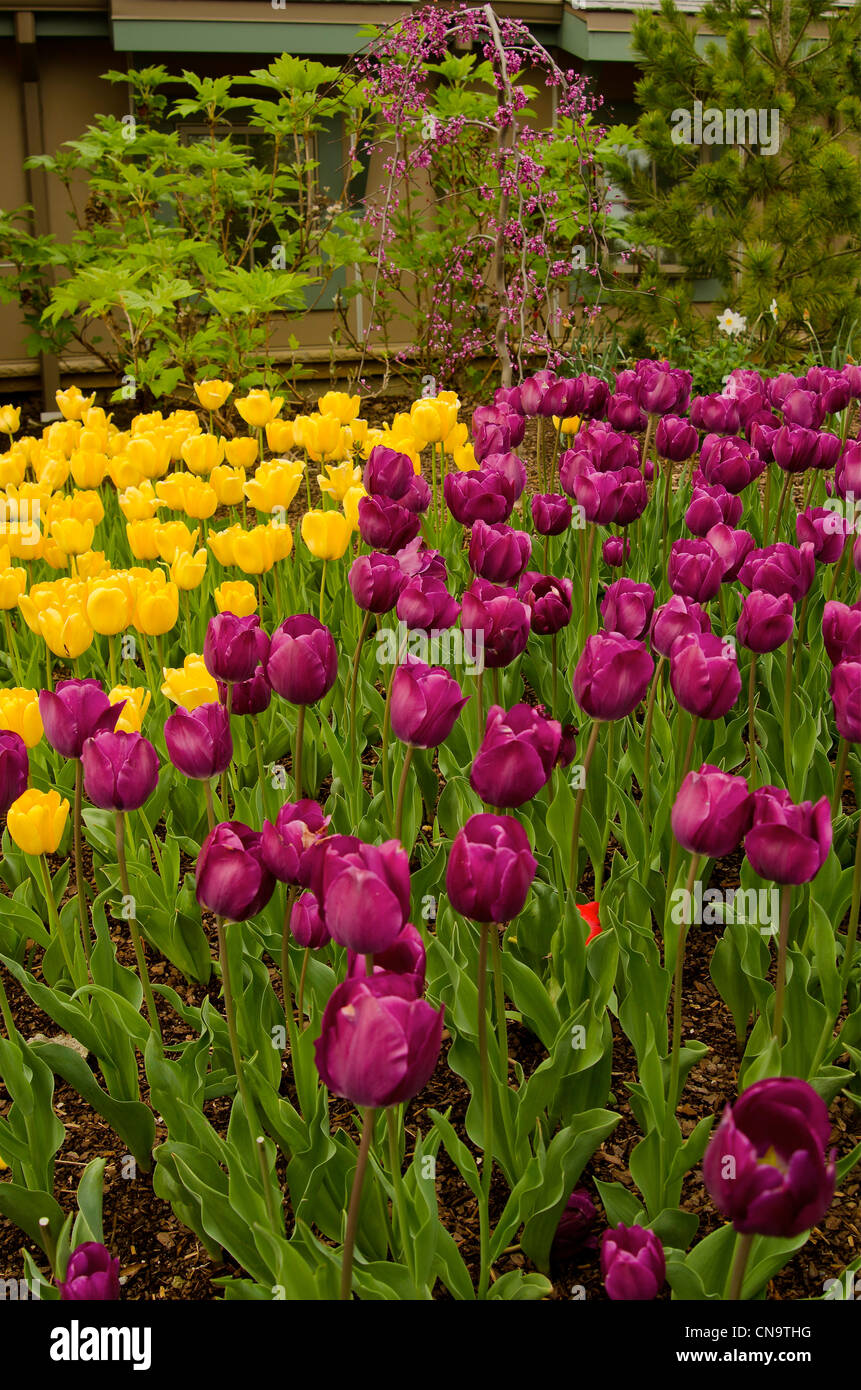 Tulip gold blanket hotsell