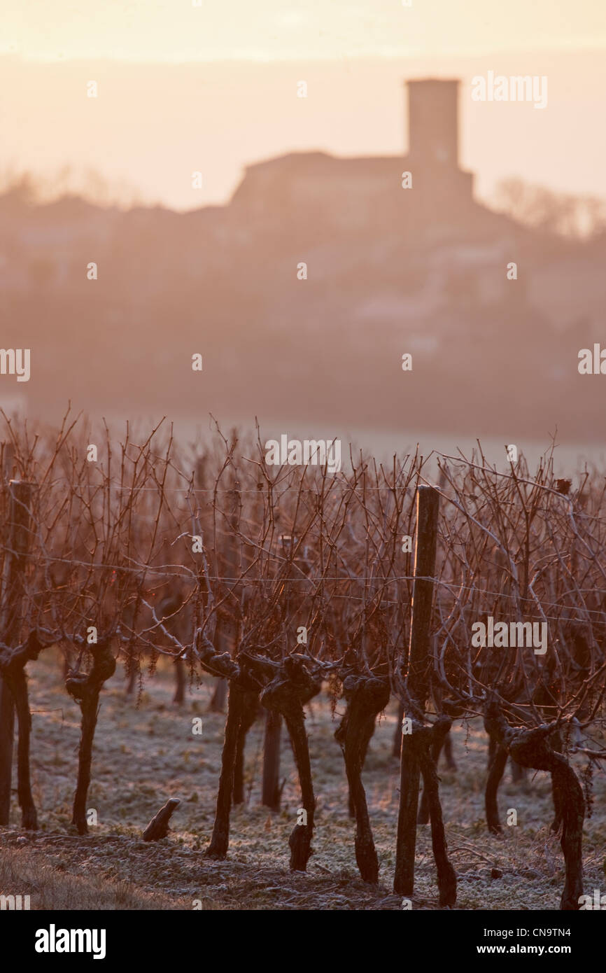France, Gers, Saint Puy, in Gascony vineyards frost at dawn and the