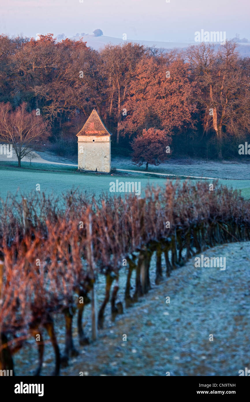 France, Gers, Saint Puy, in Gascony vineyards frost at dawn Stock Photo