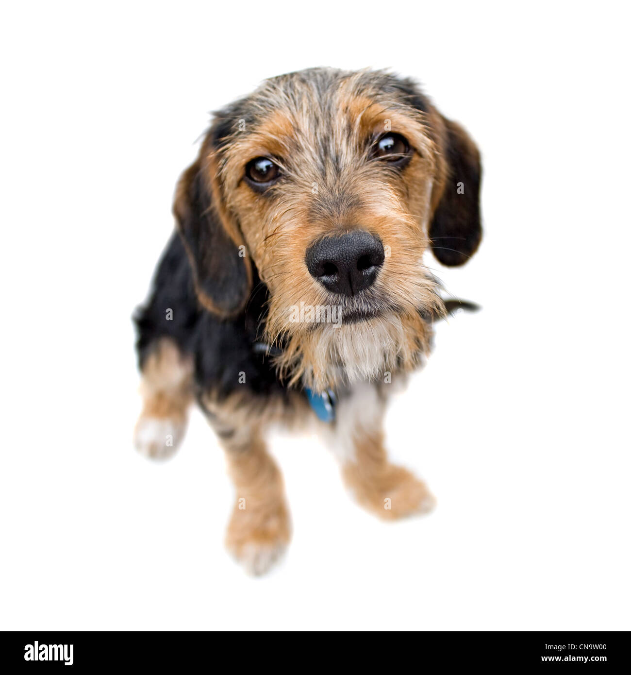 A cute mixed breed puppy isolated over white. The dog is half beagle and  half yorkshire terrier. Shallow depth of field Stock Photo - Alamy