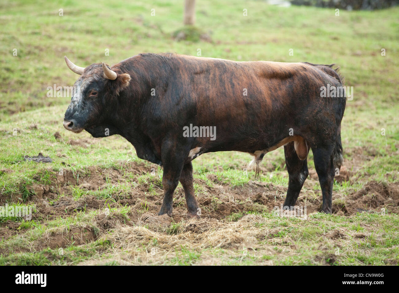Portugal, Azores islands, Terceira island, bull of race with the rope Stock Photo