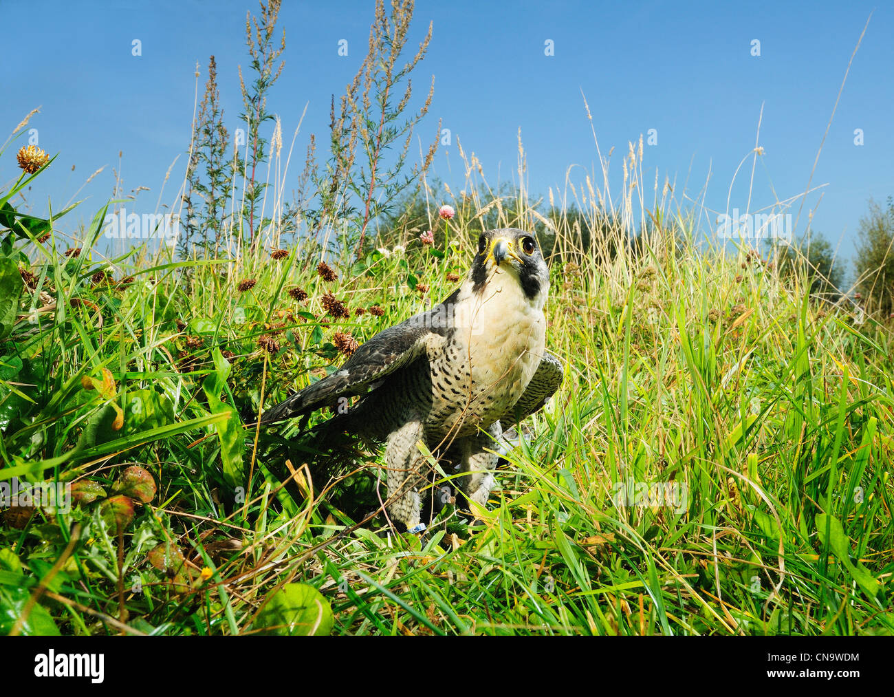 Hawk standing in grassy field Stock Photo