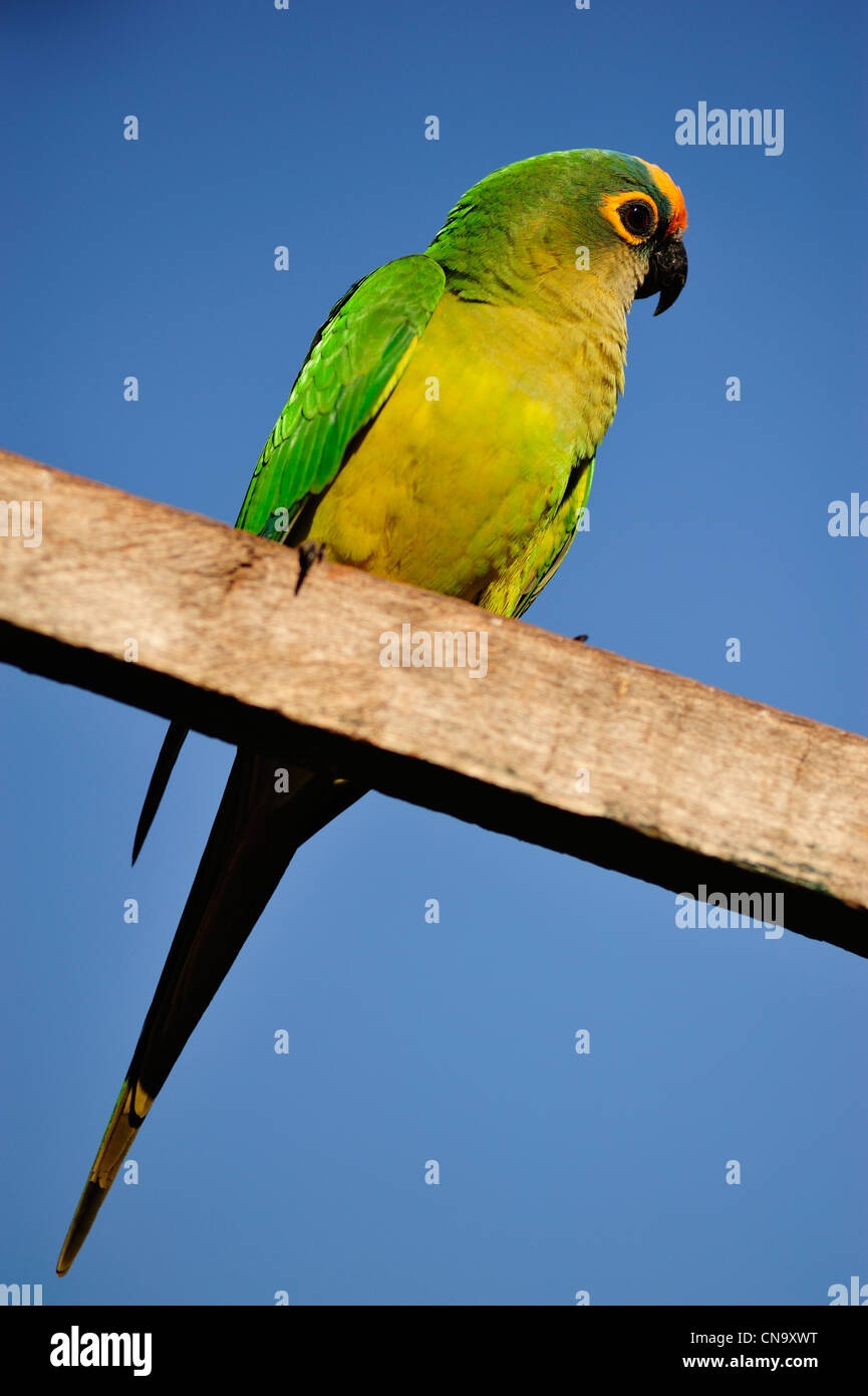 Brazil, Mato Grosso do Sul State, Bonito, parrot Stock Photo