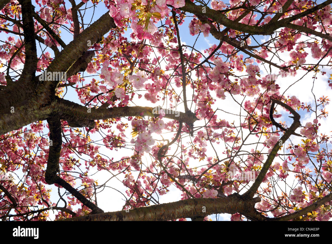 Spring weather blue skies with cherry tree blossom Stock Photo