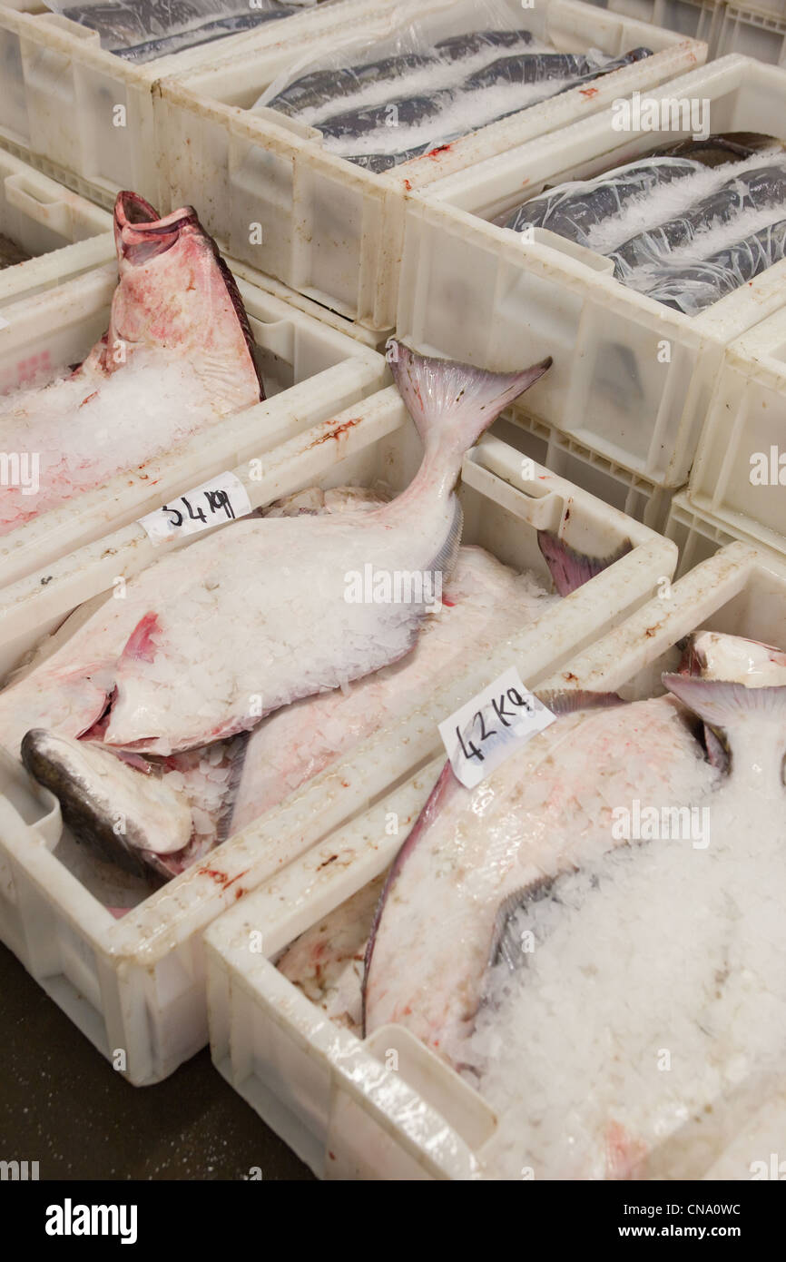 Kinmedai (golden eye snapper) on Fish Auction in Yaidu, Japan Stock Photo -  Alamy