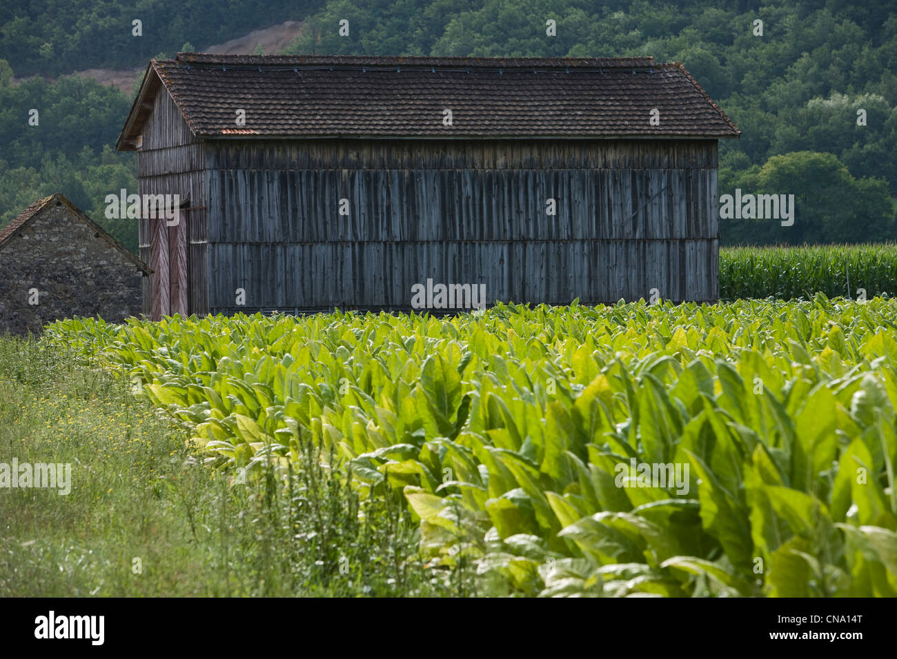 tobacco barn france Tobacco barn plantation hi-res stock photography and images