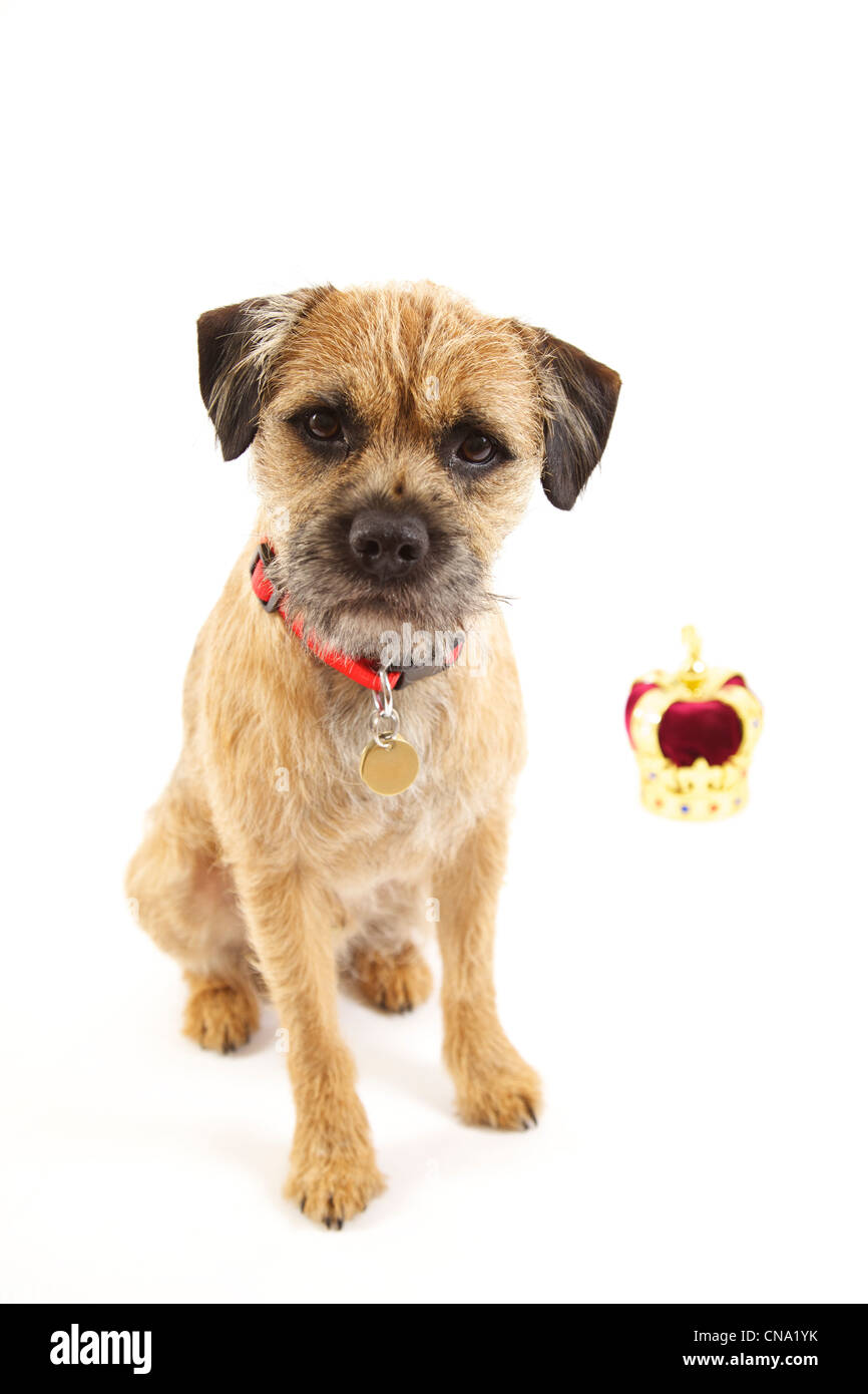 Border Terrier puppy with crown against white background Stock Photo