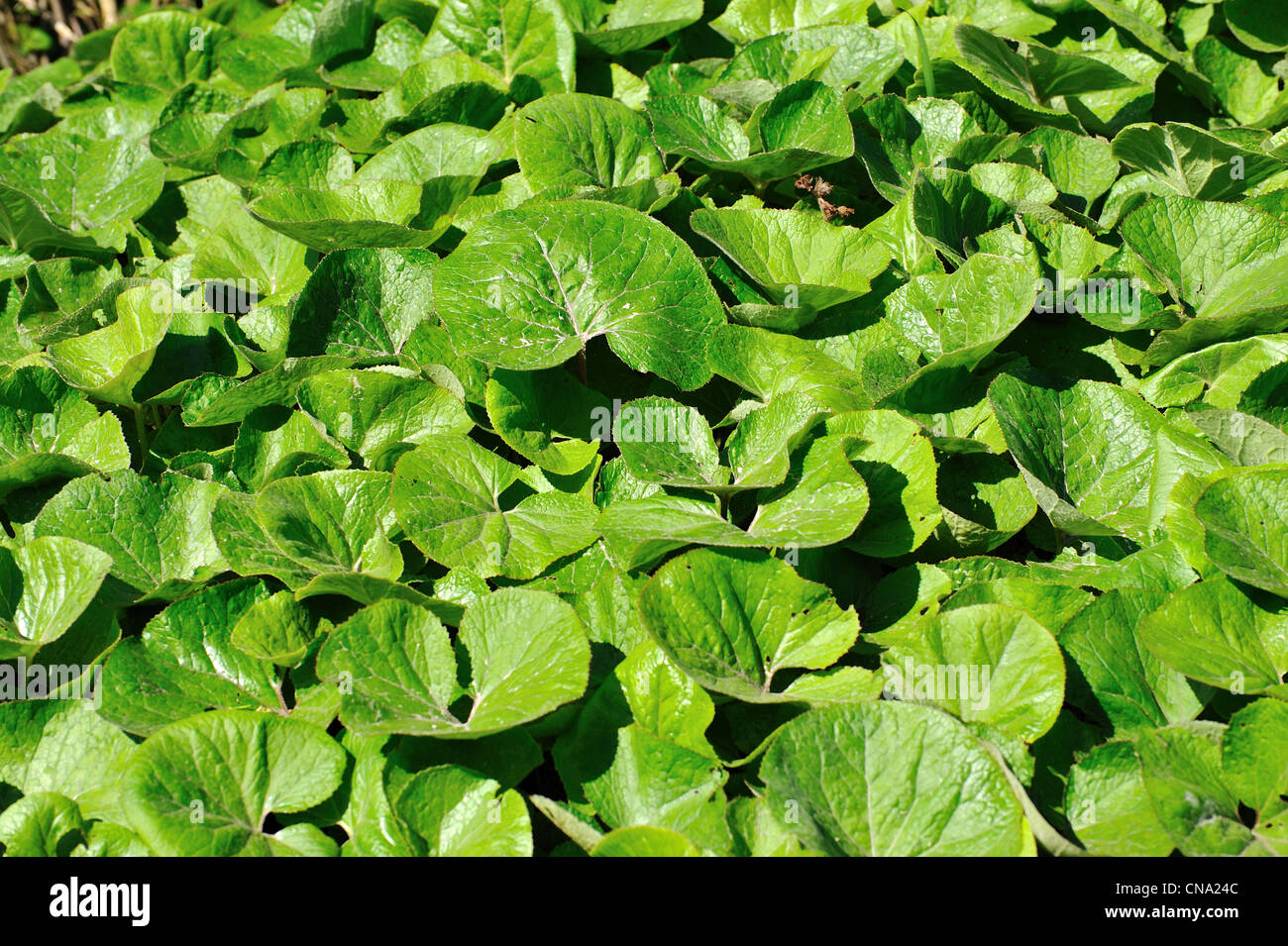 Background with green leaves Stock Photo - Alamy