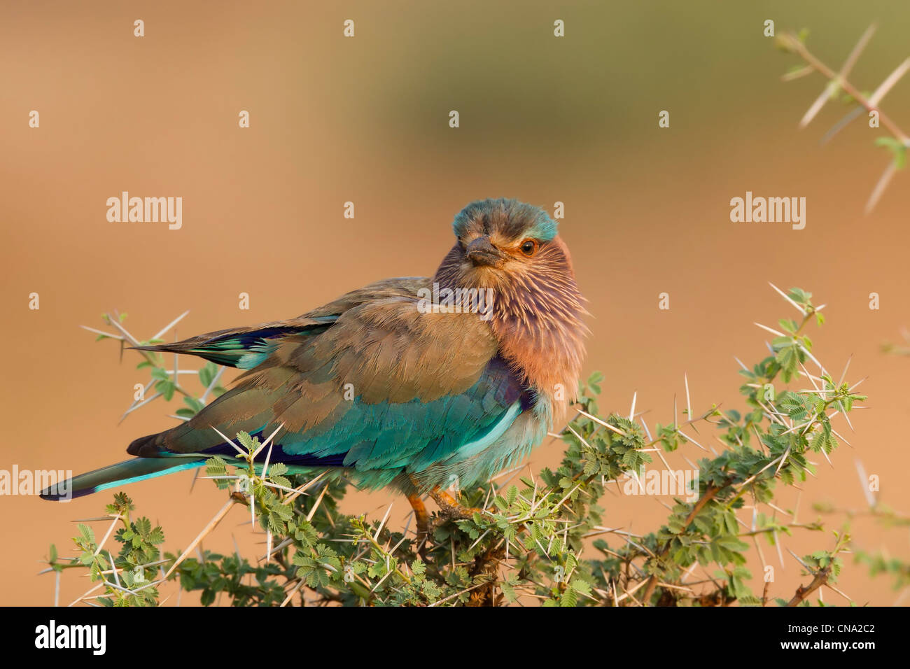 A blue jay sitting on a thorny bush Stock Photo