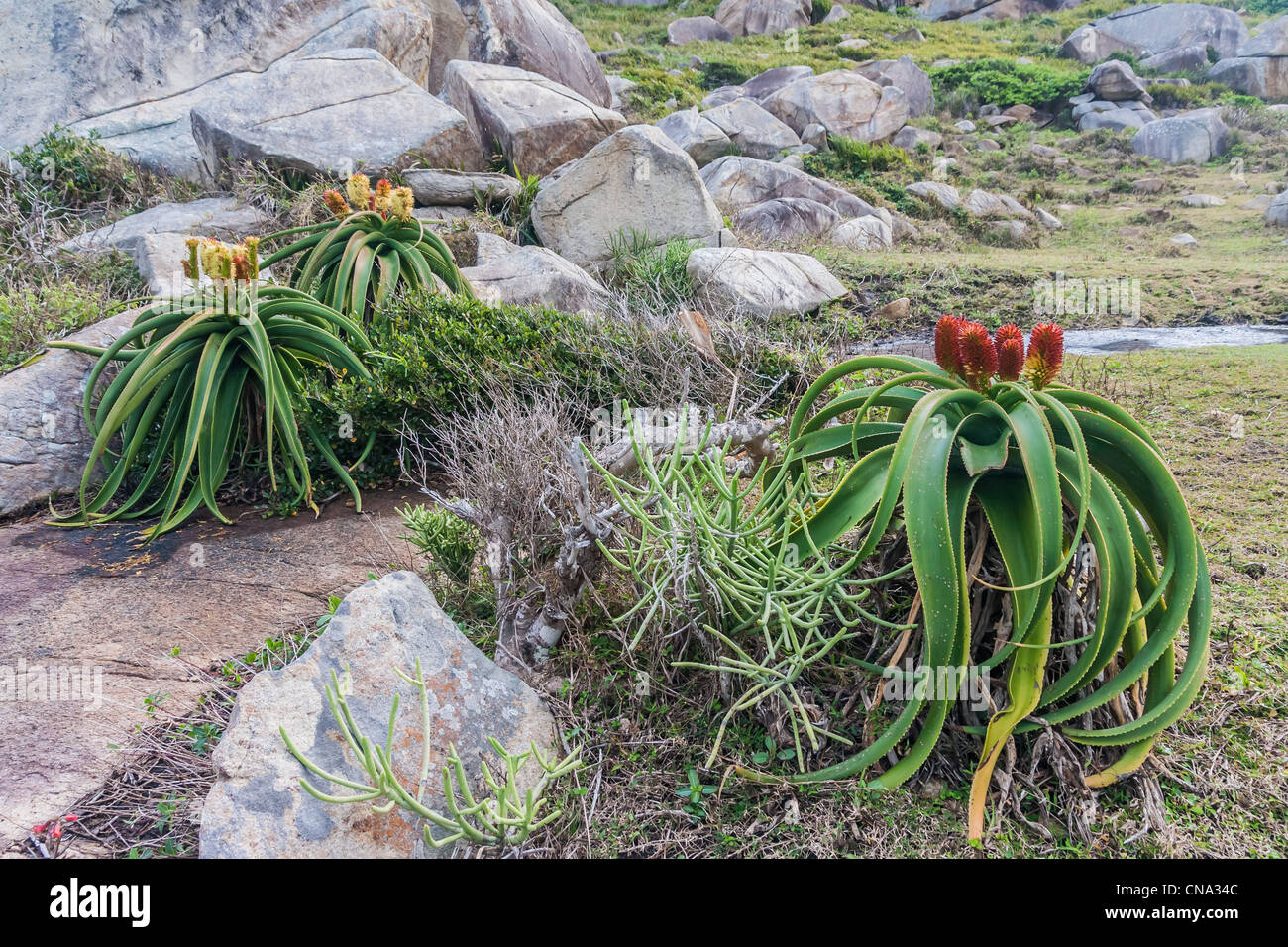 Aloe vera in bloom in southern Madagascar Stock Photo