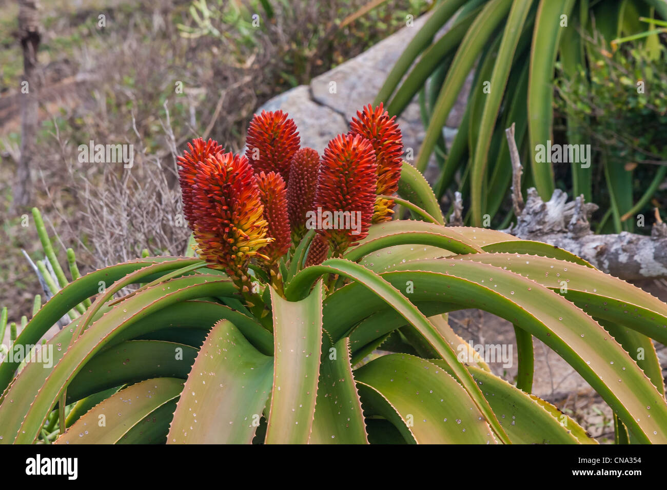 Aloe vera in bloom in southern Madagascar Stock Photo