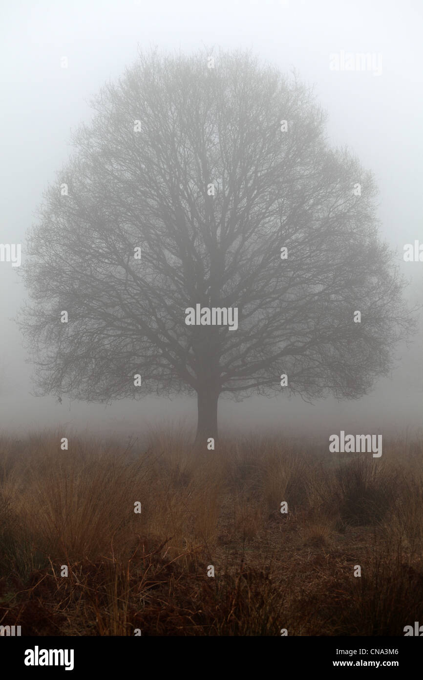 Tree in the morning mist. Stock Photo