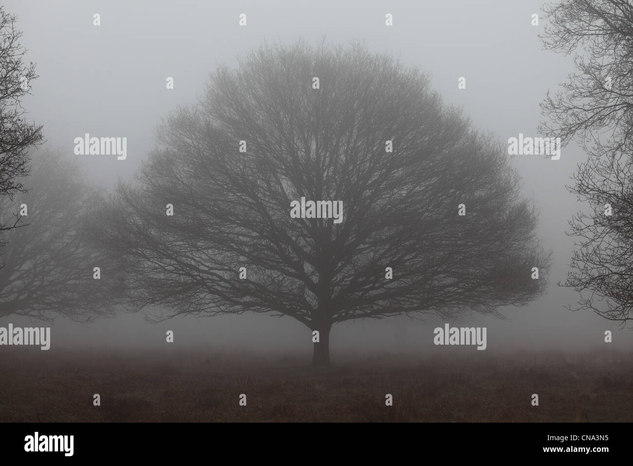 Tree in the morning mist, Richmond Park London Stock Photo