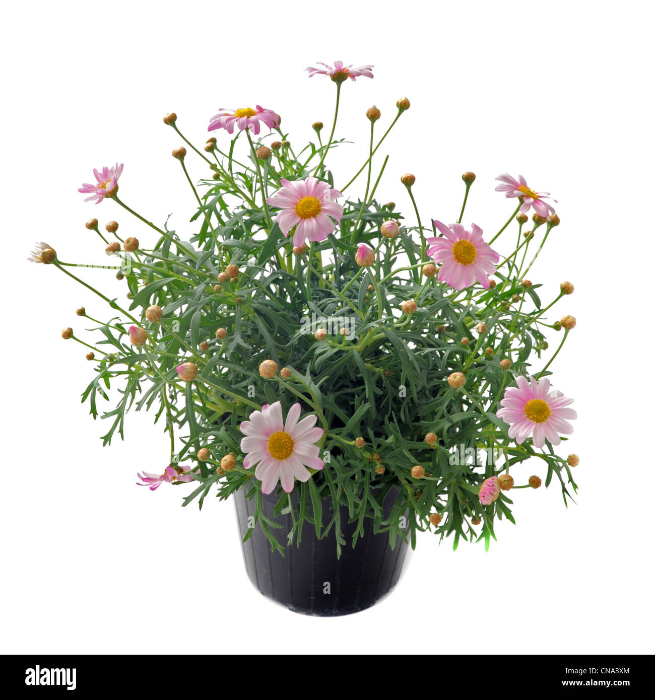Close up of pink daisies, Callistephus chinensis, in front of white backgournd Stock Photo