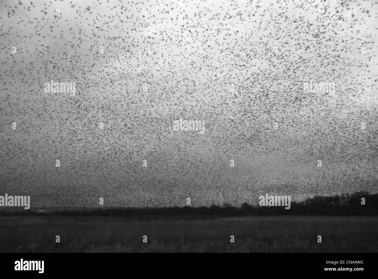 Starlings leaving roost Stock Photo