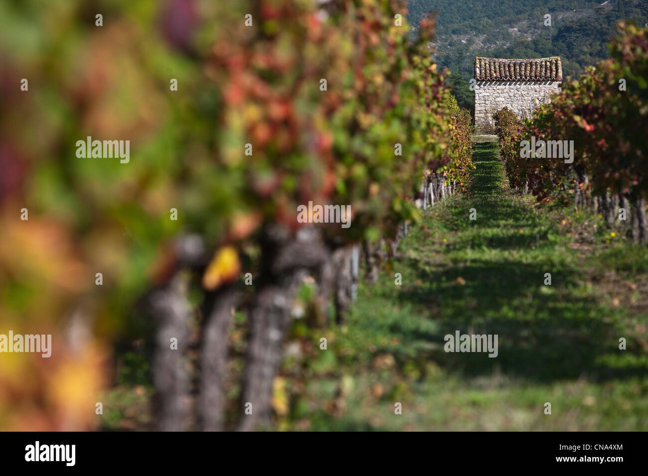 France, Lot, Caillac, the AOC Cahors in the fall and shed a winegrower Stock Photo