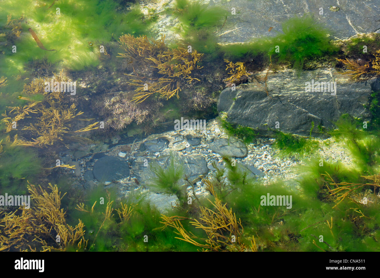 Seaside rock pool - seaweed - green -brown - shingle and rock - small fish caught by the retreating tide Stock Photo