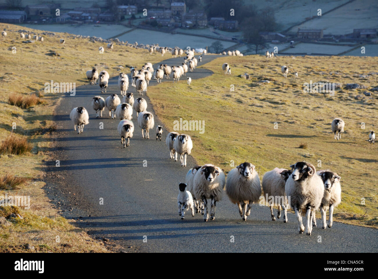 Sheep in Yorkshire Dales Stock Photo