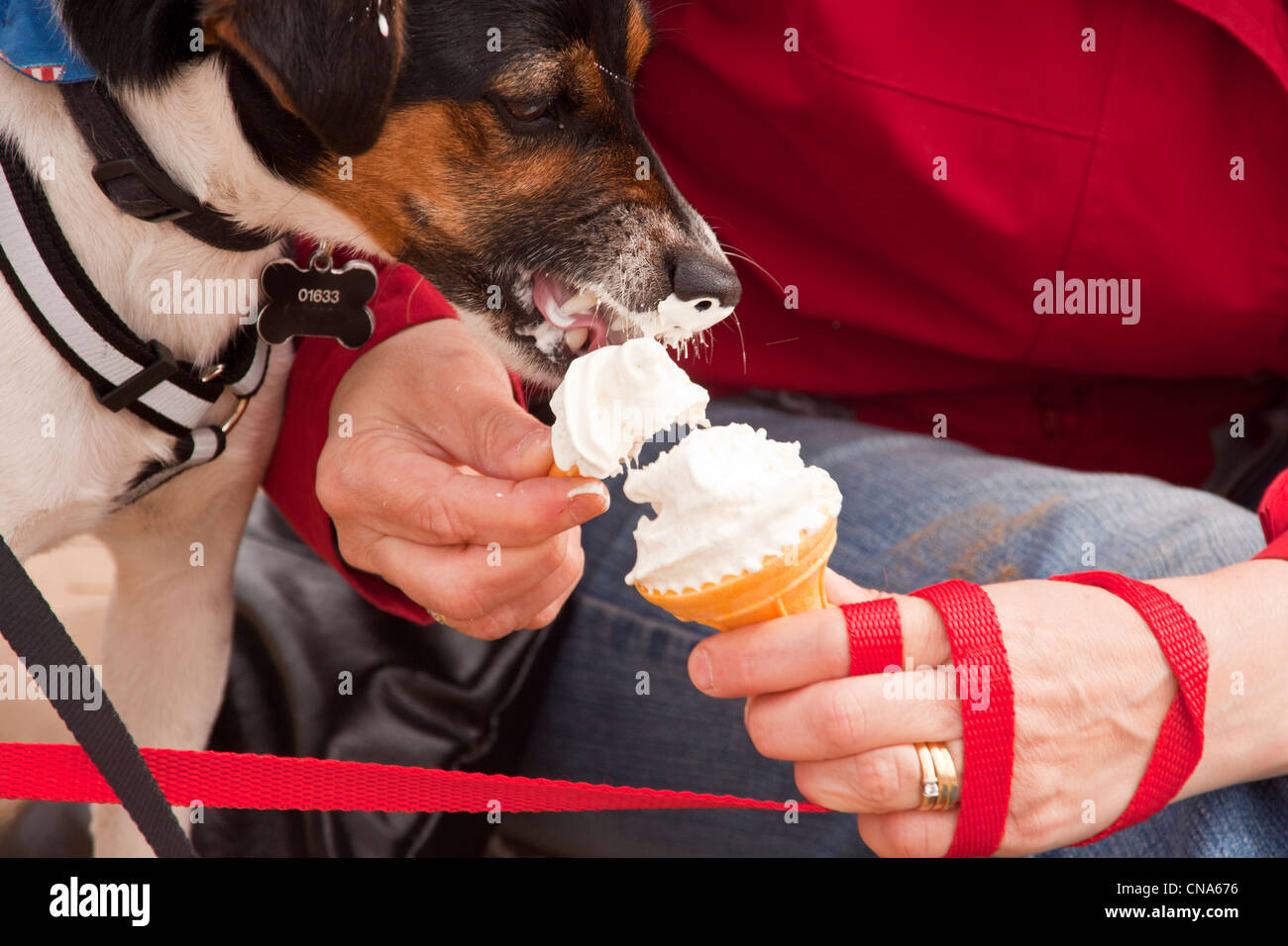 parsons jack russell terrier eating an ice cream on the beach on a cool