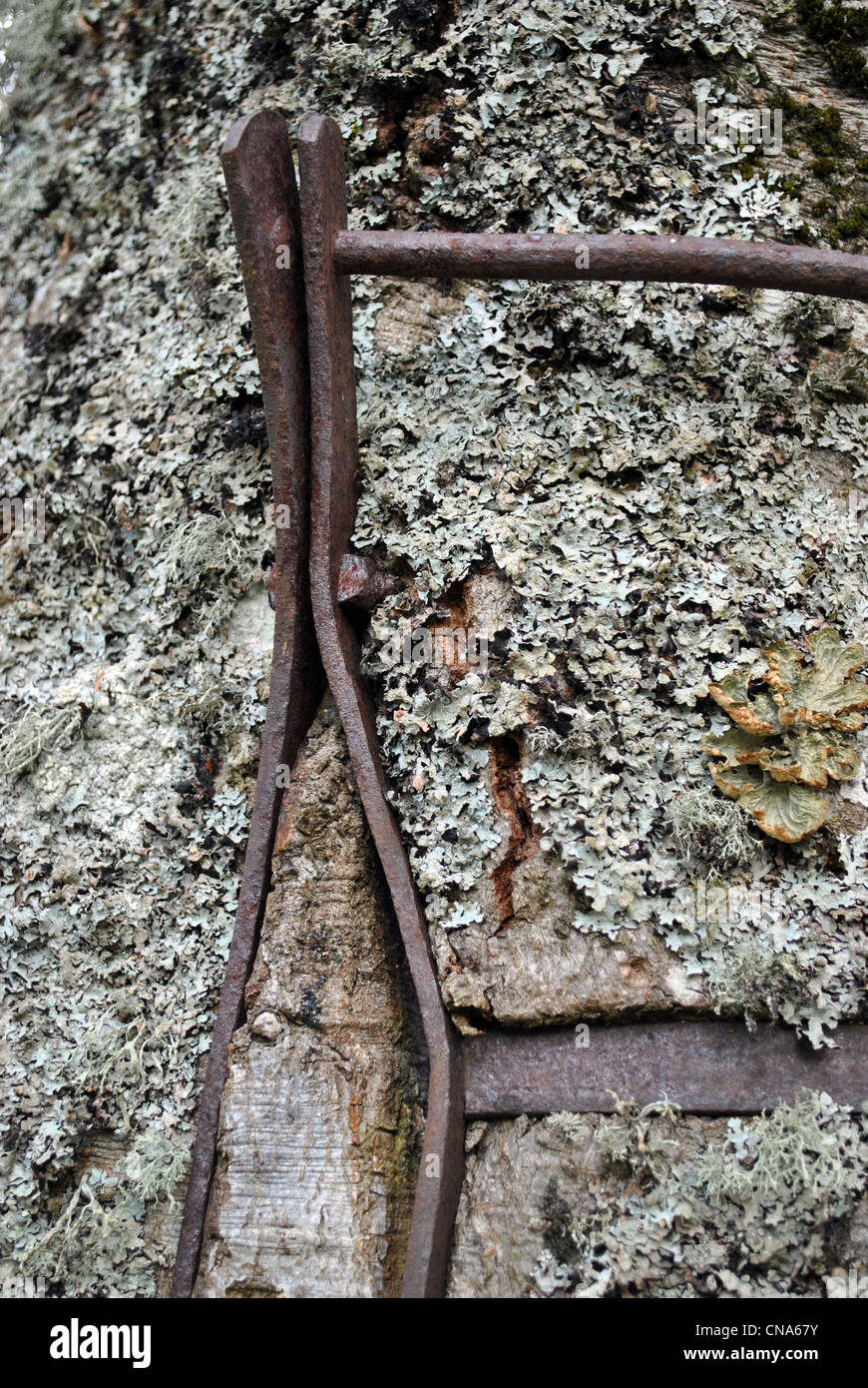 A tree grows into a metal tree guard in Tomich in the Scottish Highlands. Stock Photo