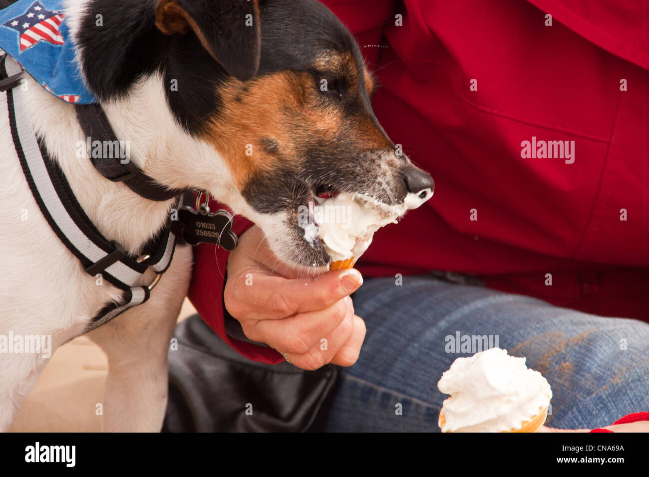 parsons jack russell terrier eating an ice cream on the beach on a cool