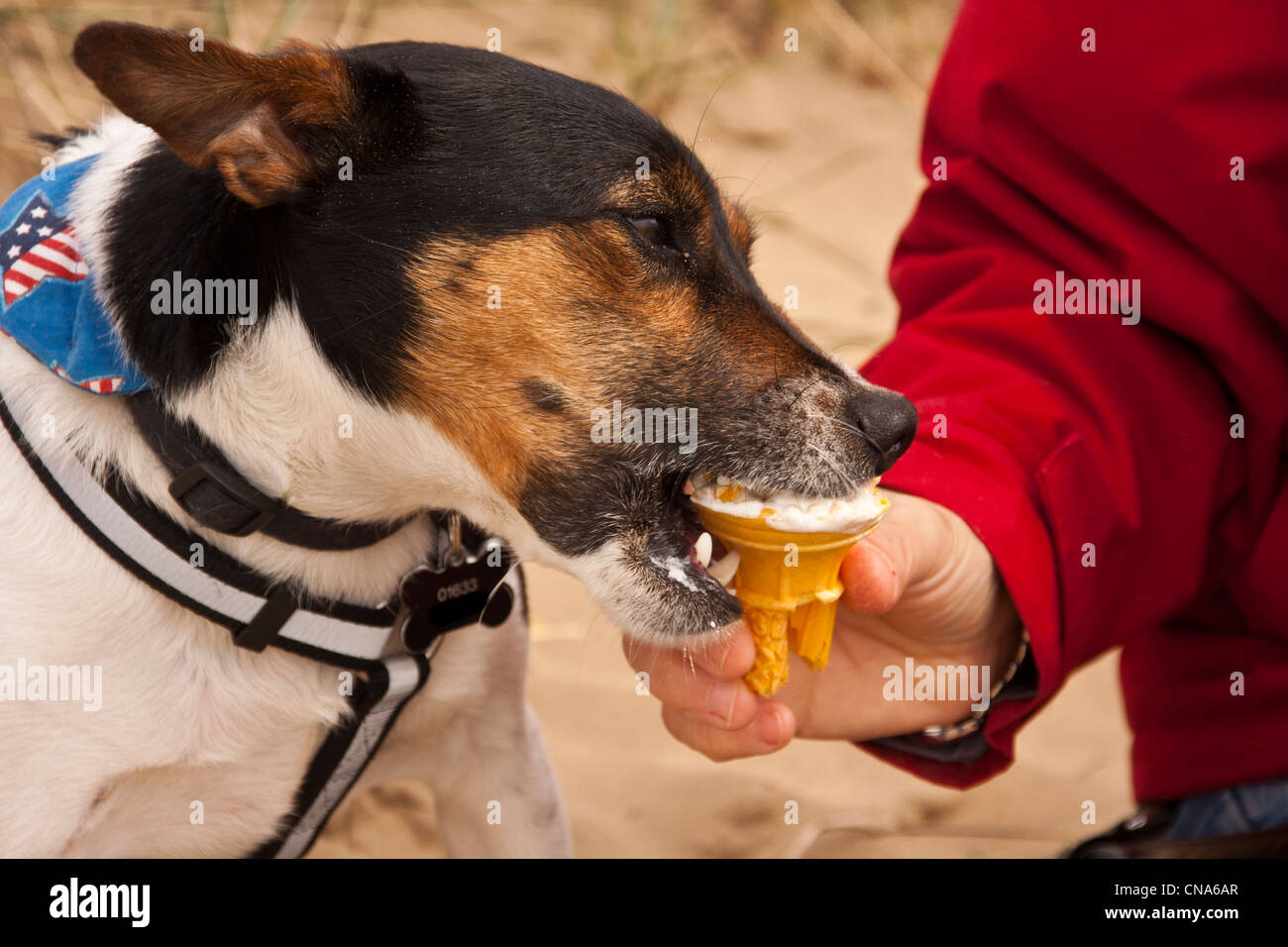 woman with dog feeding him ice cream, on the beach on a cool spring day. Stock Photo