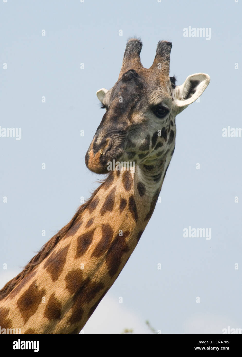 Masai giraffe-close up Stock Photo