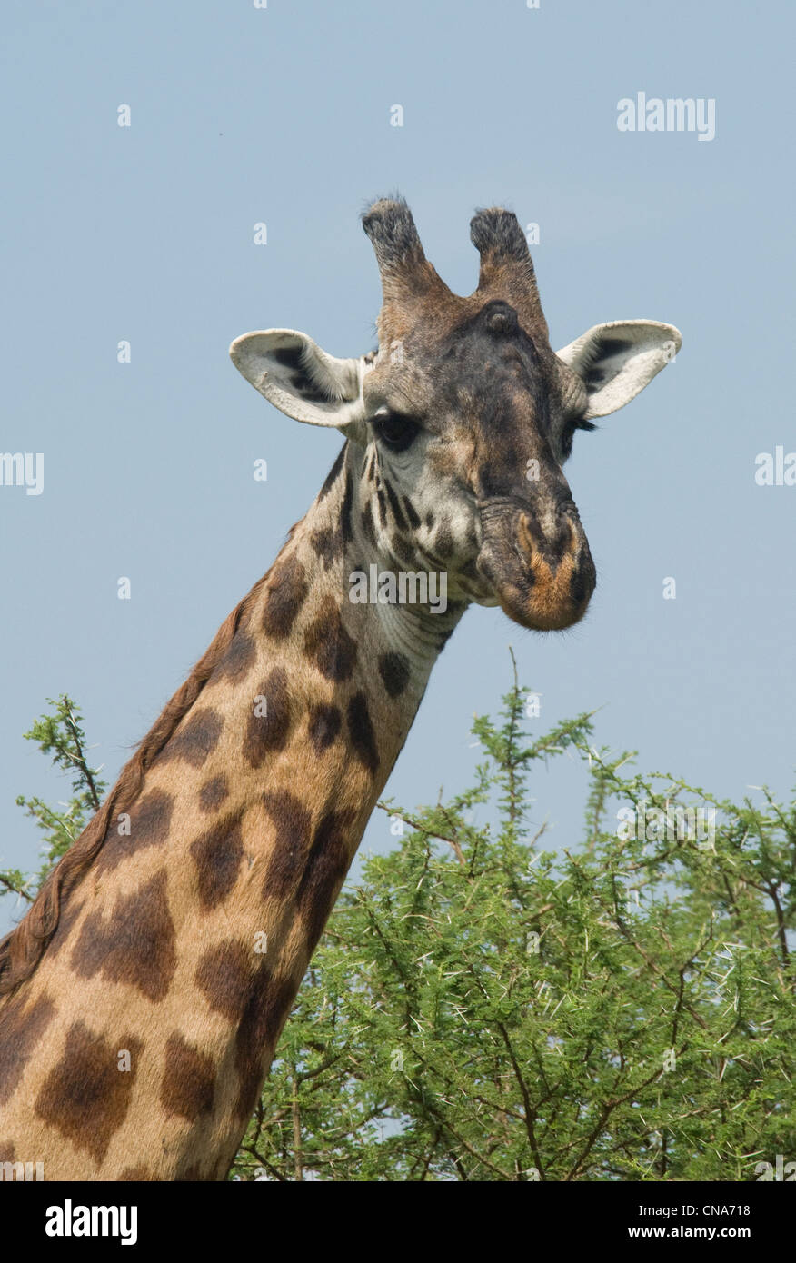 Masai giraffe-close up Stock Photo