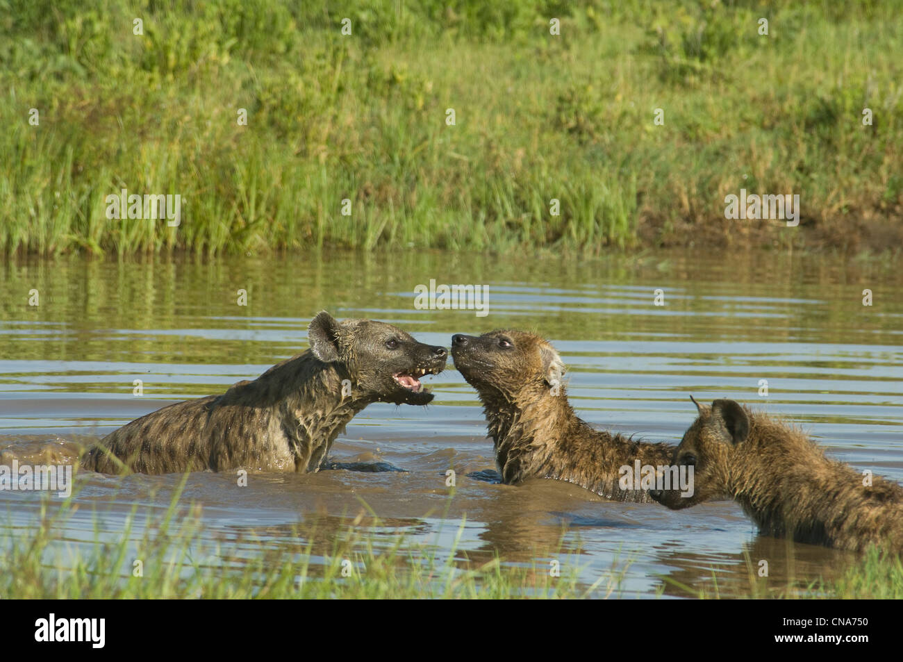 Three Spotted hyenas playing in water Stock Photo