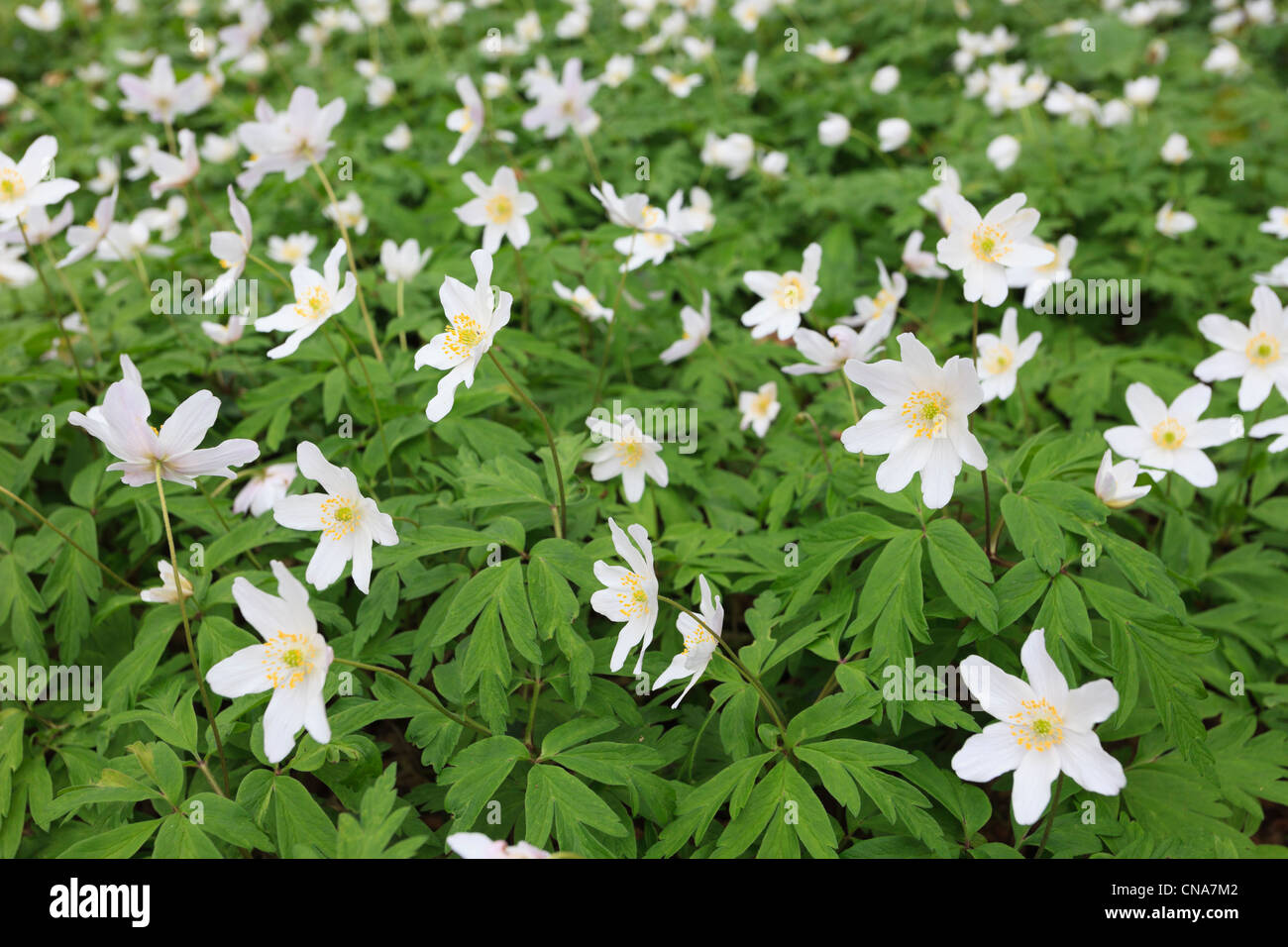UK. Closeup of Wood Anemones Anemone nemorosa with white flowers