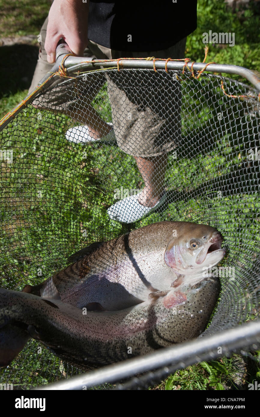 France, Haute Savoie, Thones, trout fish Torrent Stock Photo