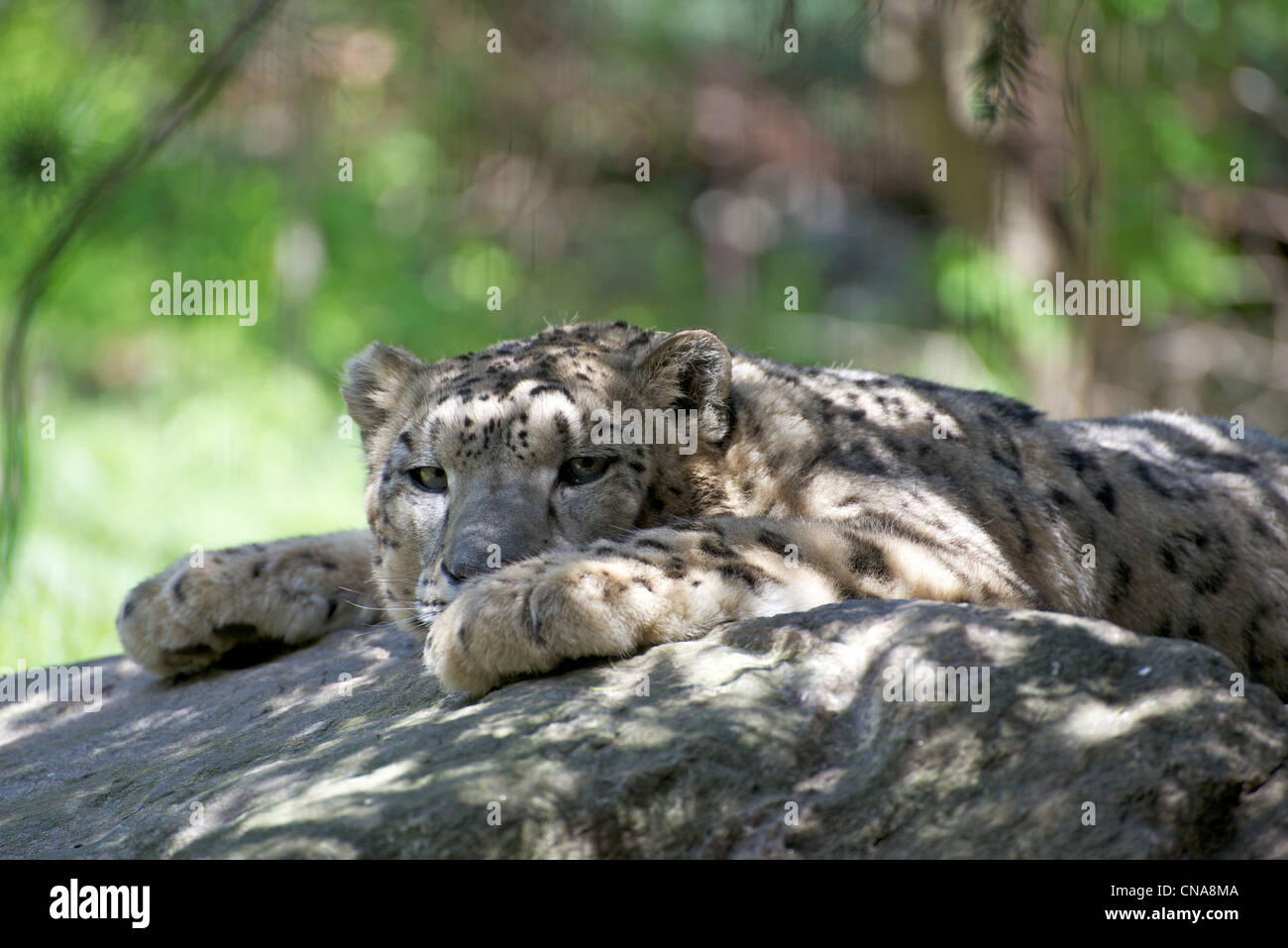 Snow leopard bronx zoo hi-res stock photography and images - Alamy