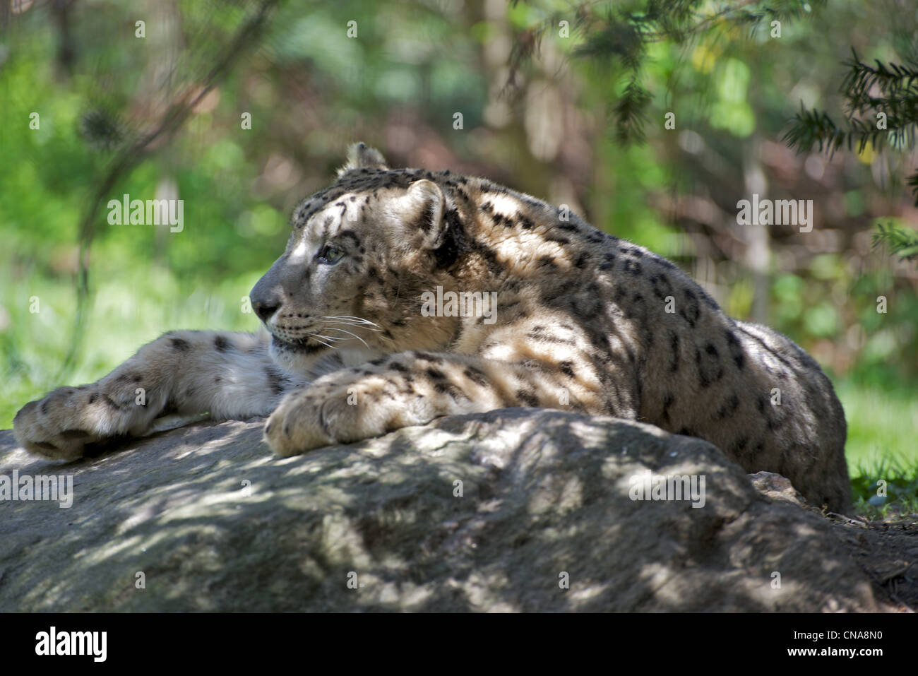 Snow Leopard sits at attention on a rock at the Bronx Zoo Stock Photo