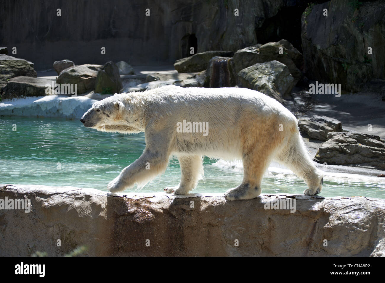 Polar Bear takes a walk along the water's edge at the Bronx Zoo Stock